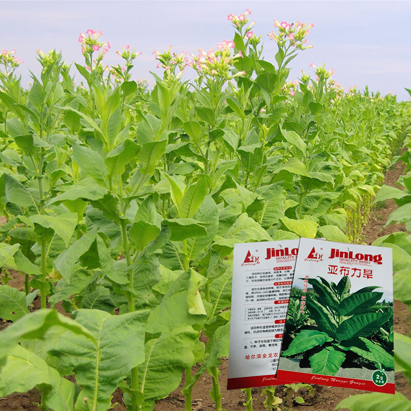 香烟进货平台_低价香烟批发一手货源_香烟货源