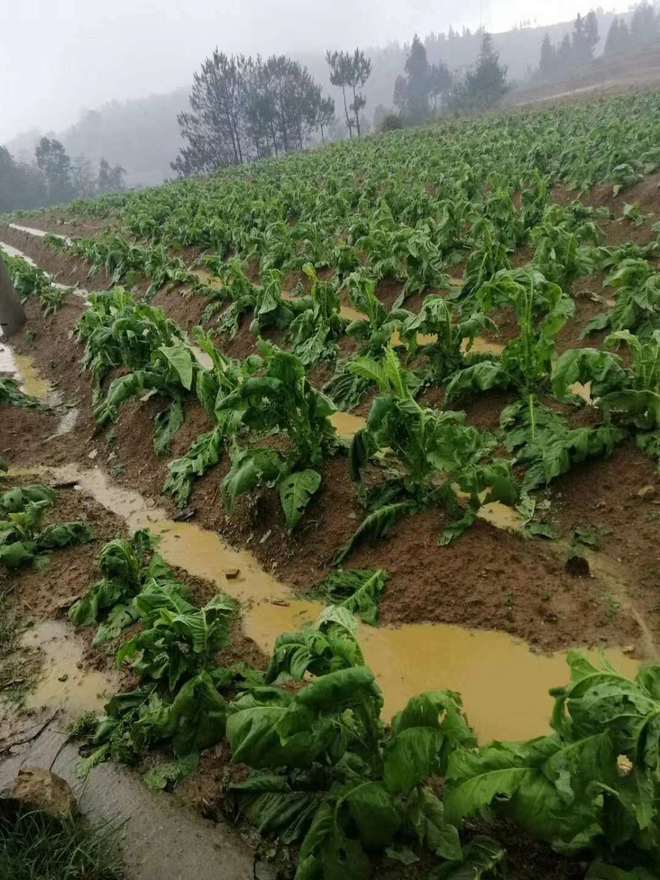 批发香烟货源_1688私香烟批发网_私烟批发价格