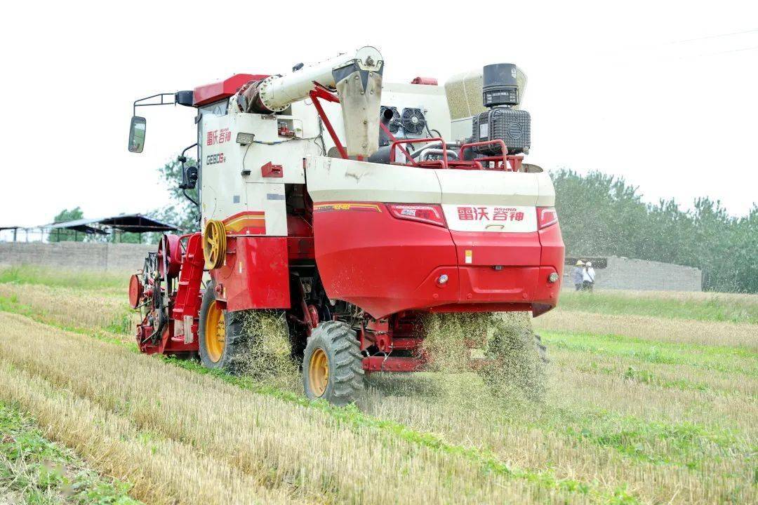 小村子造20年假烟_农村让烟的规矩_私自造烟的村子