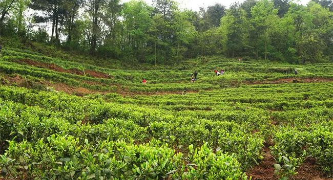 农村发烟_农村让烟的规矩_私自造烟的村子