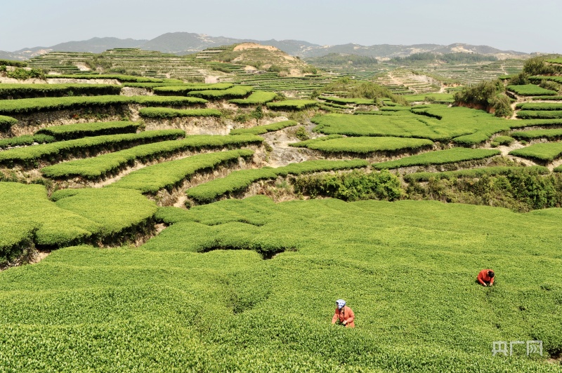 私自造烟的村子_农村发烟_农村让烟的规矩