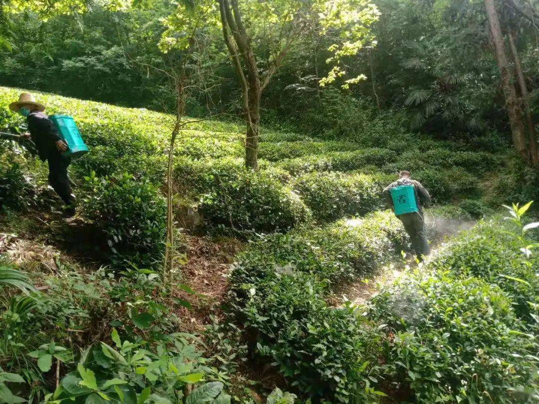 私自造烟的村子_农村让烟的规矩_农村发烟