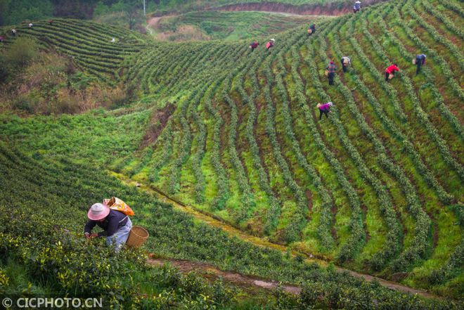 农村发烟_私自造烟的村子_农村让烟的规矩