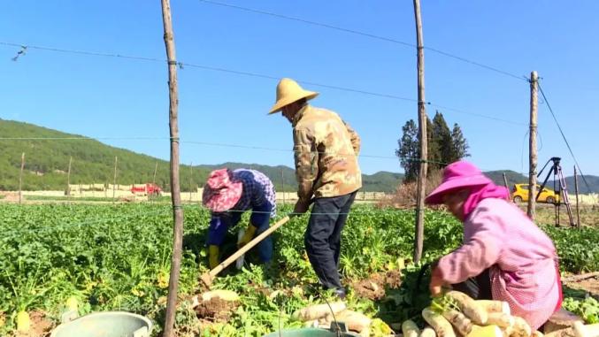 农村发烟_农村让烟的规矩_私自造烟的村子