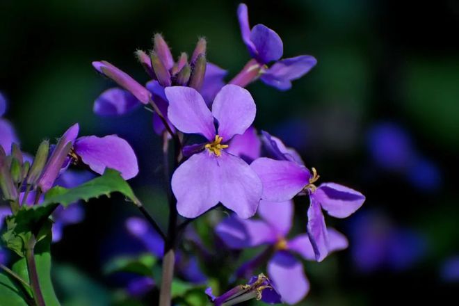 云霄香烟百度贴吧_云霄香烟报价_云霄香烟价格查询