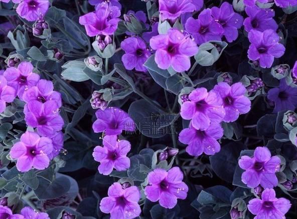 香烟售卖微信_烟贩子微信号_买烟联系方式微信