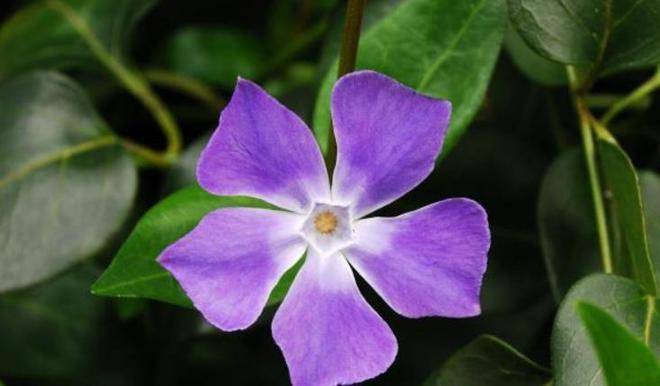 香烟云南红云_香烟云南的烟最好_云南香烟