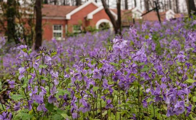 香烟云南的烟最好_香烟云南红云_云南香烟