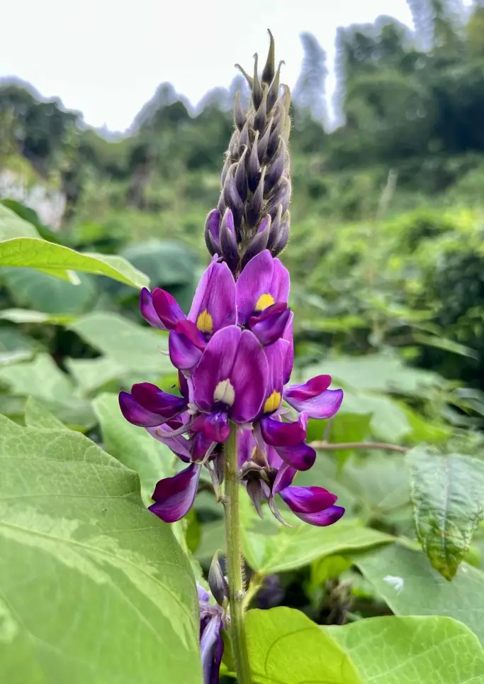 香烟云南红云_香烟云南的烟最好_云南香烟
