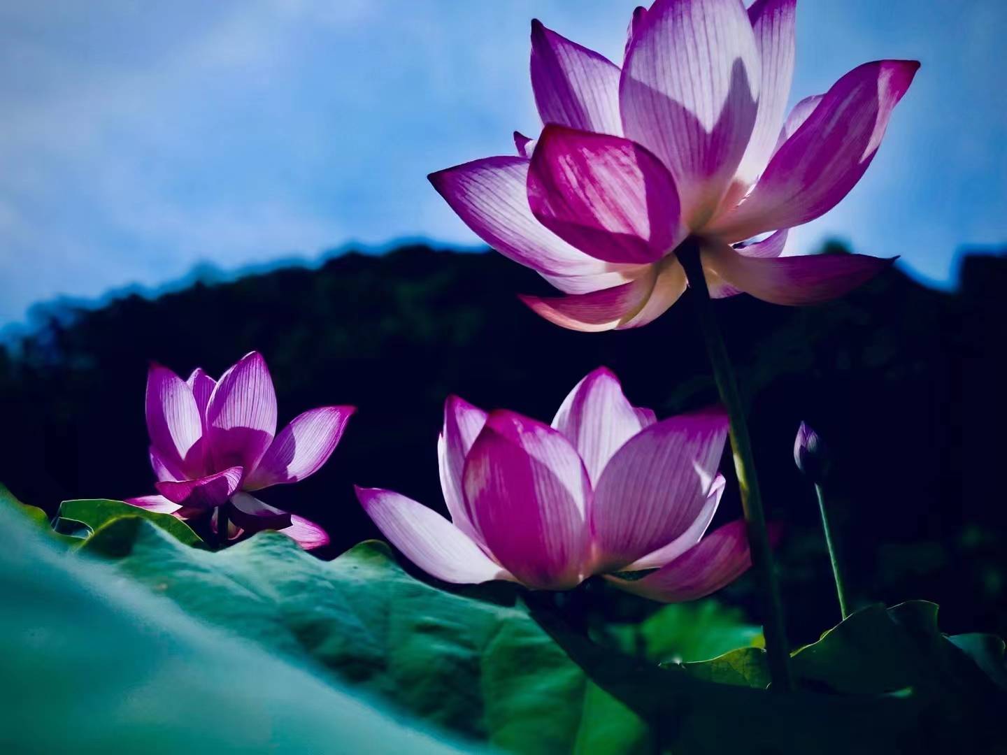 贵州茅台镇荷花酒和荷花烟_贵洲茅台镇荷花酒价格_贵州茅台镇荷花酒53度价格