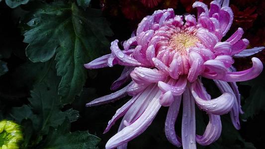 云霄烟_云霄烟_云霄烟