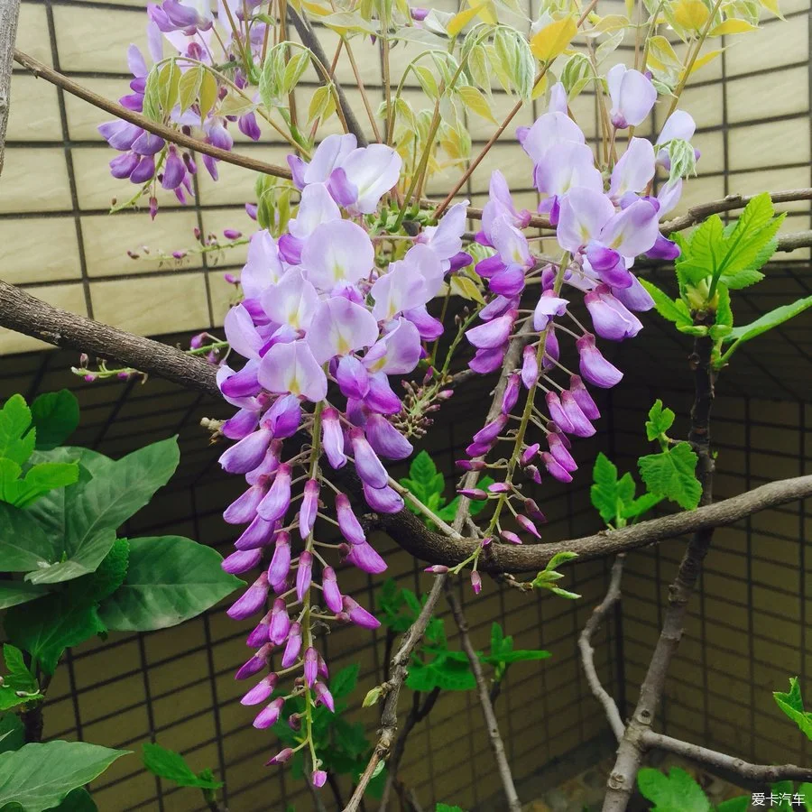 云霄烟_云霄烟_云霄烟