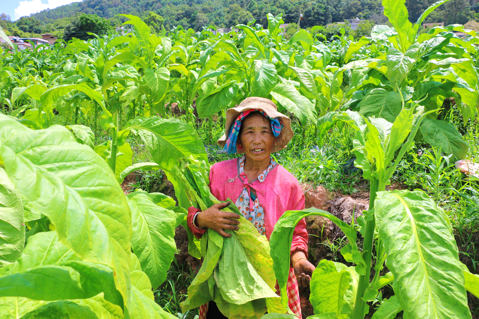 香烟云南流金_香烟云南的烟最好_云南香烟