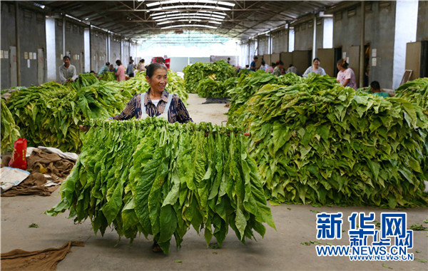 农村发烟_私自造烟的村子_小村子造20年假烟