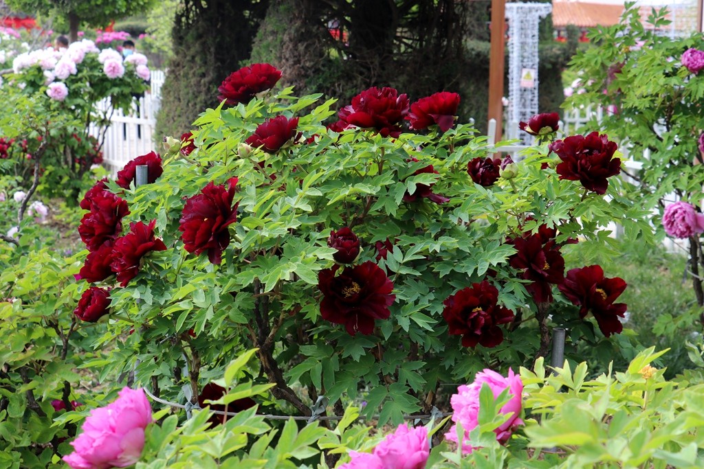 中华细枝假烟_假中华细烟_假中华烟细支