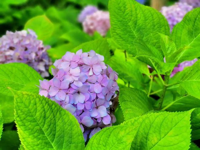 一品云烟价格_云霄香烟一手_云霄一品香烟