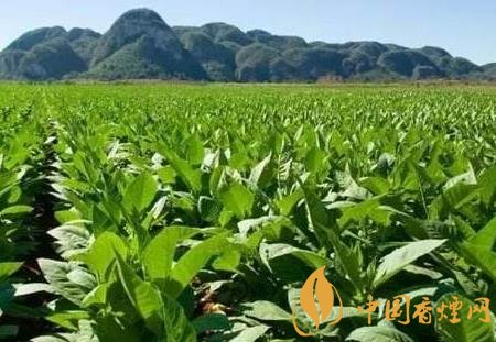 中华香烟_香烟中华金中支售价多少_香烟中华价格表