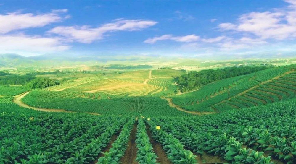 香烟中华价格表_香烟中华金中支售价多少_中华香烟