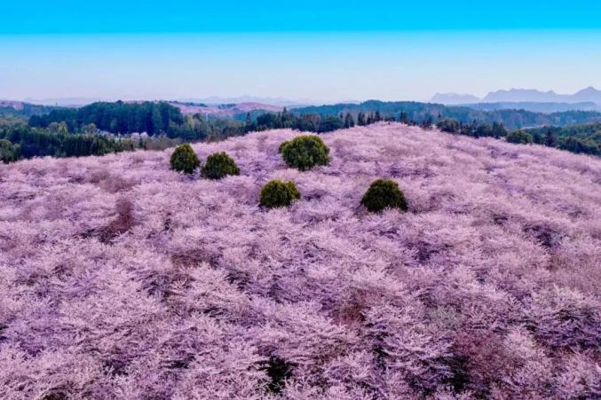 农村让烟的规矩_农村发烟_私自造烟的村子