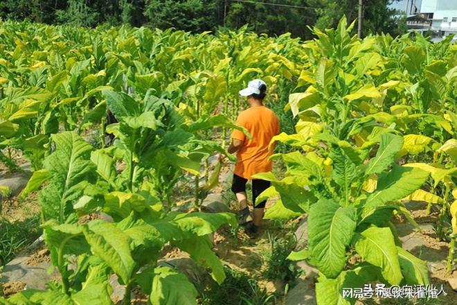 中华烟_烟中华多少钱一包_烟中华价格图片及价格