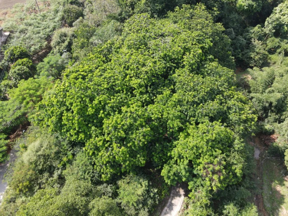 福建云霄县属于哪个市_福建云霄香烟_福建云霄