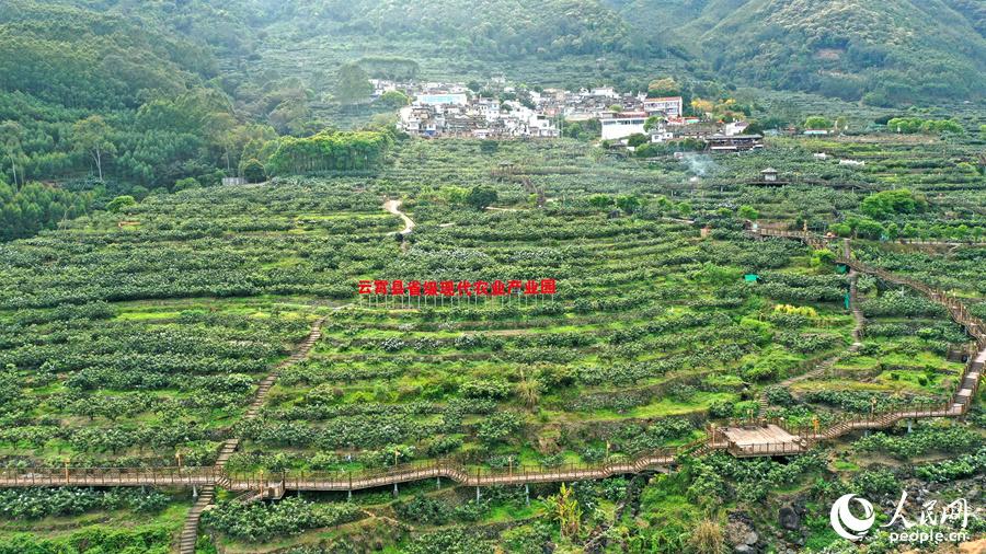 福建云霄香烟_福建云霄漫山枇杷黄_福建云霄