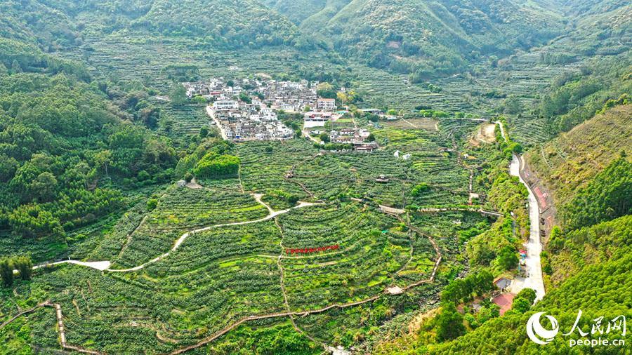 福建云霄香烟_福建云霄漫山枇杷黄_福建云霄