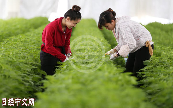 越南烟_越南烟香烟价格表图_越南烟好抽吗