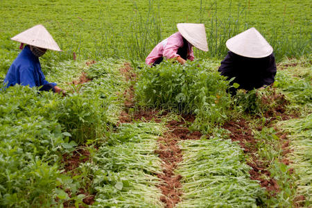 越南烟香烟价格表图_越南烟_越南烟好抽吗