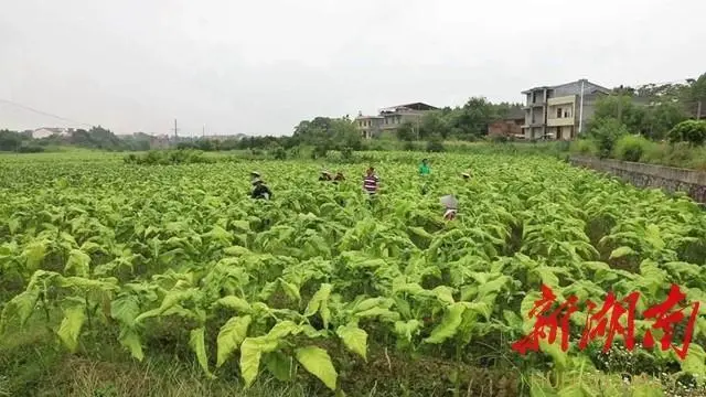 私自造烟的村子_农村让烟的规矩_农村发烟