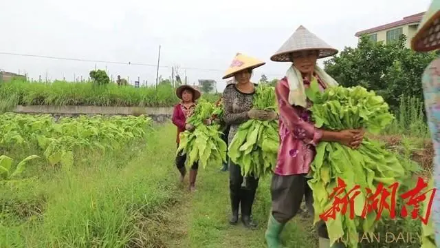 私自造烟的村子_农村发烟_农村让烟的规矩